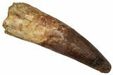 Fossil Spinosaurus Tooth - Composite Tooth #336011-1